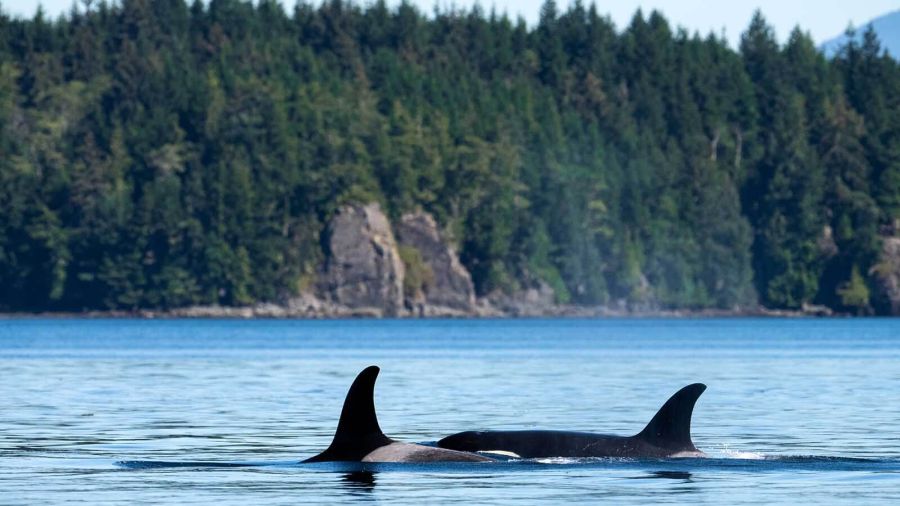 orcas swimming near Vancouver Island