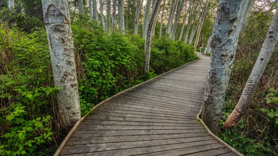 A closeup of the MacDonald Wood boardwalk in Comox, Vancouver Island, BC, Canada