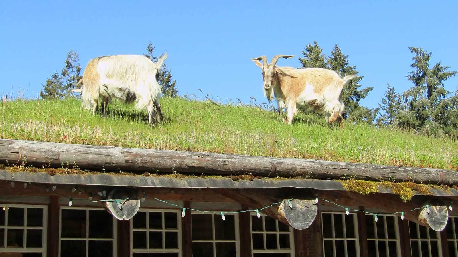 Goats on the Roof at Coombs