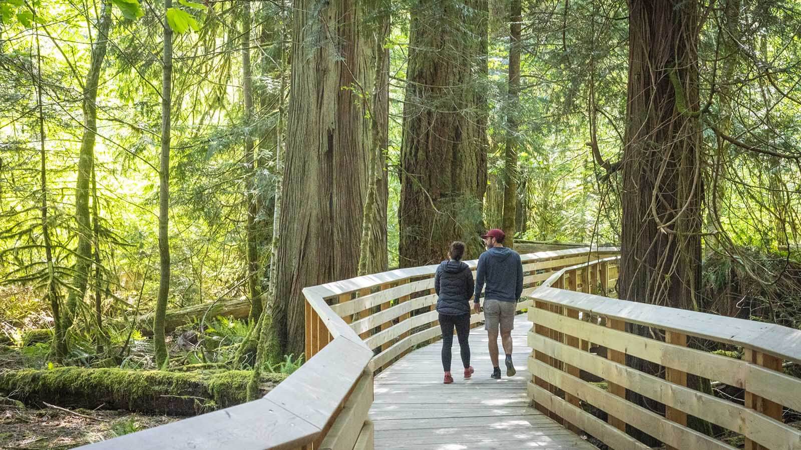 A couple walking through Cathedral Grove