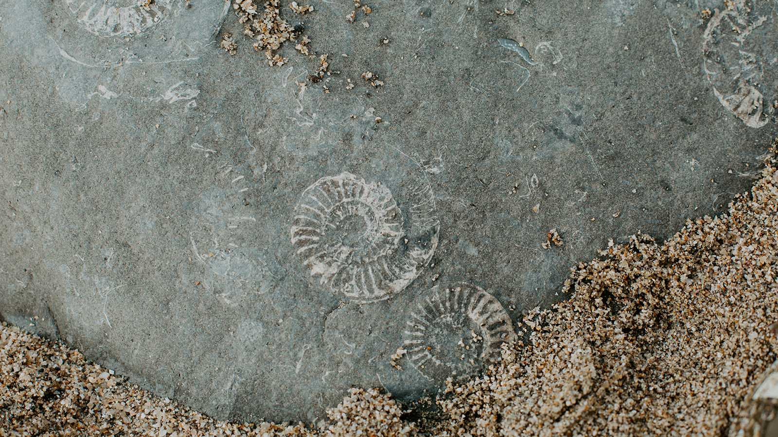 Ammonite fossil