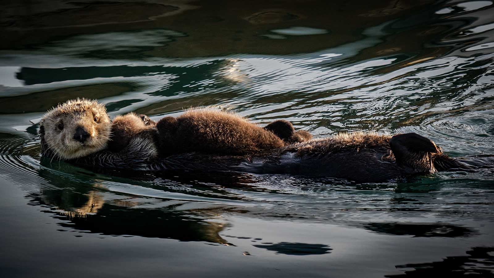 sea otter