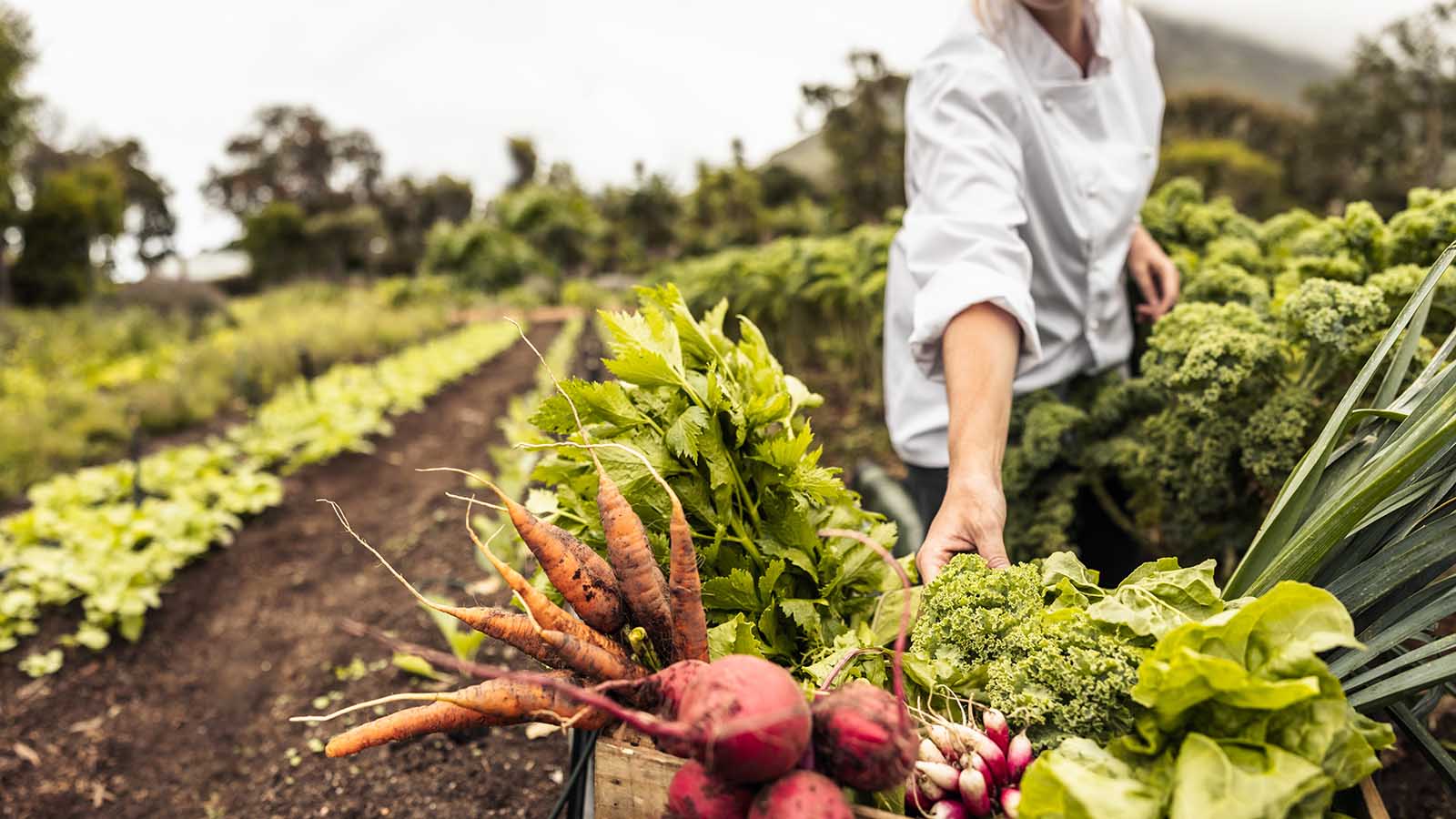 Self-sustainable female chef arranging a variety of freshly picked produce into a crate on an organic farm.
